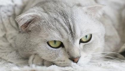 北京pk10计划-广东宏远从追到9分到崩盘20分：那一波换人，把胜利换给了辽宁